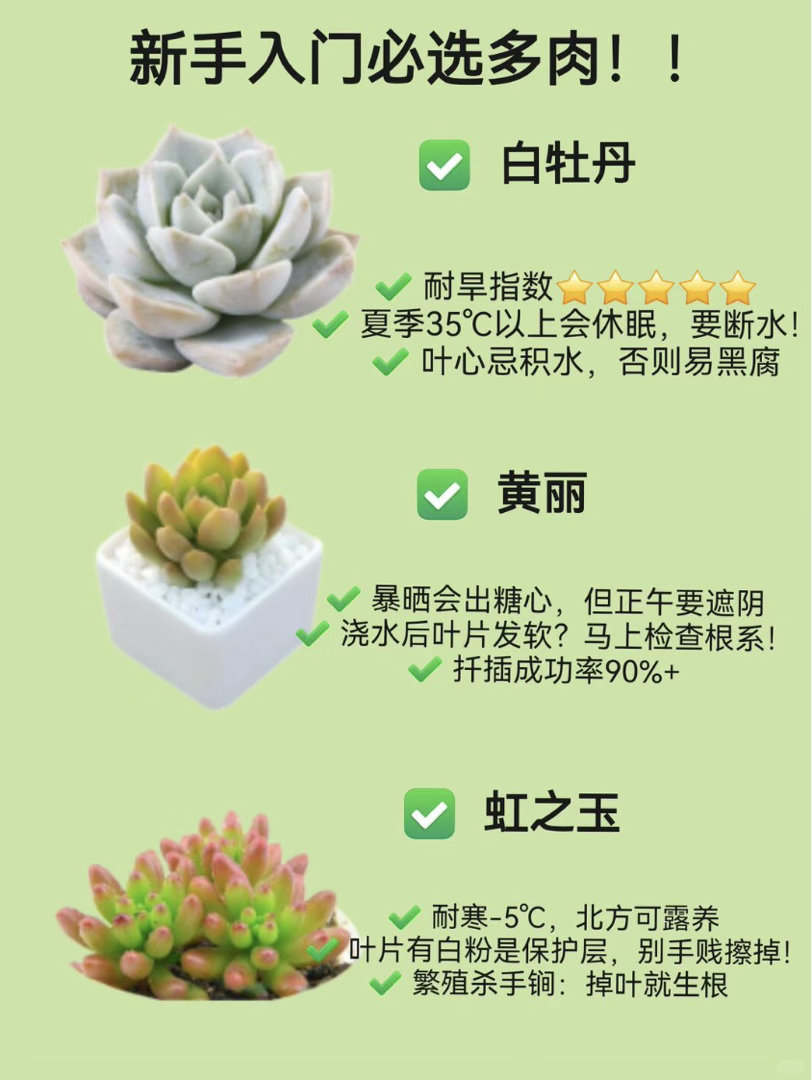 不能富养的多肉究竟怎么养多肉喜欢洗澡式的浇水方式你问不能富养的多肉怎么养？答案