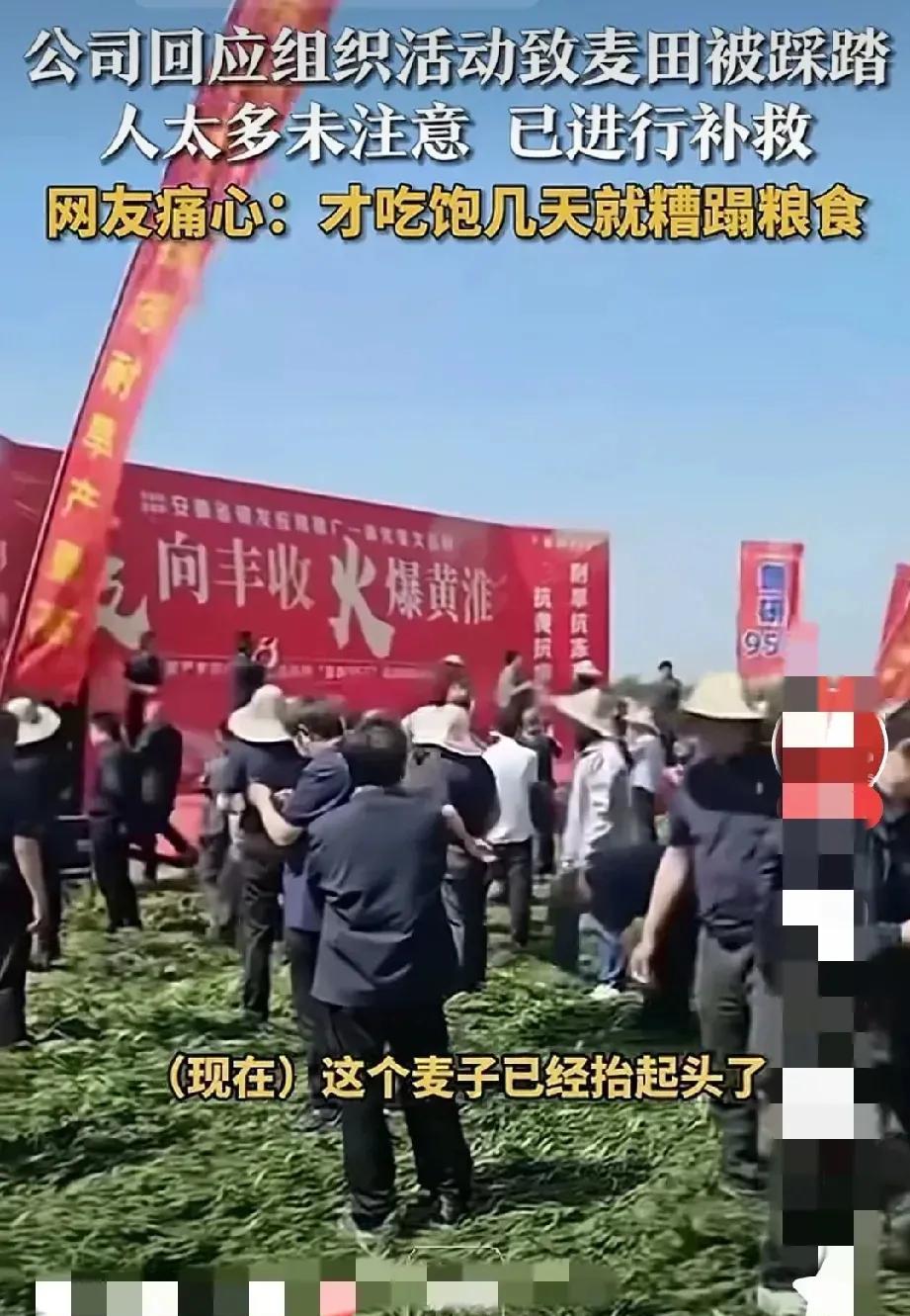 种子公司这操作看得人直揪心！在麦田里搭台办千人观摩会，好好的麦穗被踩得七零八落，