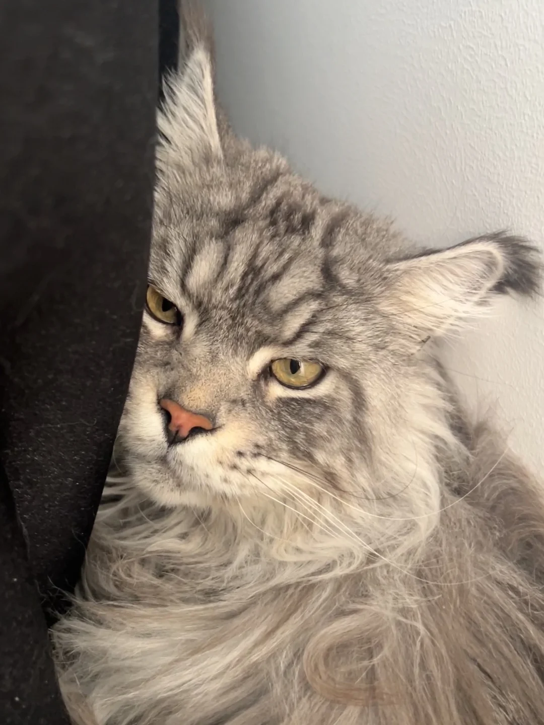 咪的胆子小小的