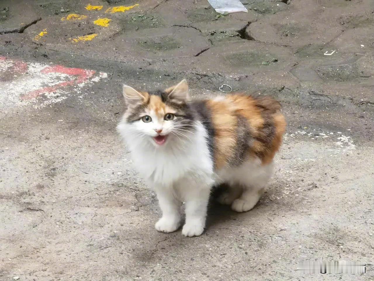 怎么会有这么漂亮的流浪猫[哭哭][哭哭][哭哭]这是坠入凡尘的小天使