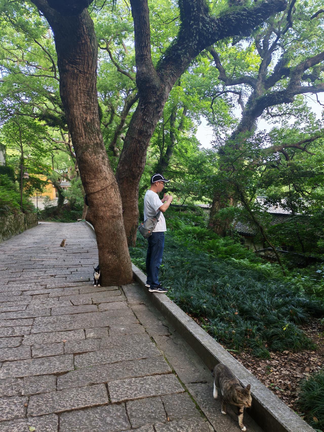 从普陀山回来这一个半月做交易顺得离谱，前前后后赚了一万多美金，顺到自己心里都发慌
