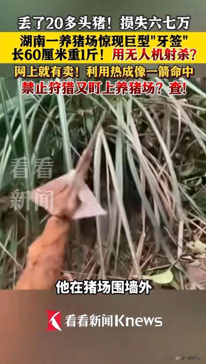 湖南一养殖场被人用无人机空投大型箭矢，射杀20多头猪。根据看看新闻报道，湖南有