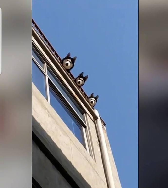 够沙雕，我喜欢