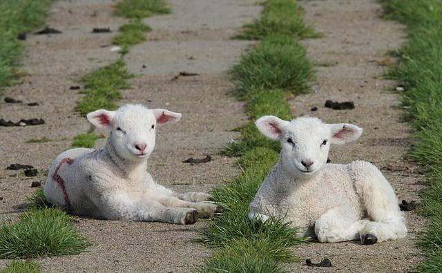 为什么羊没能成为人类的宠物？羊很无情的，在发情期时，你养了5年的羊可能会把你用角