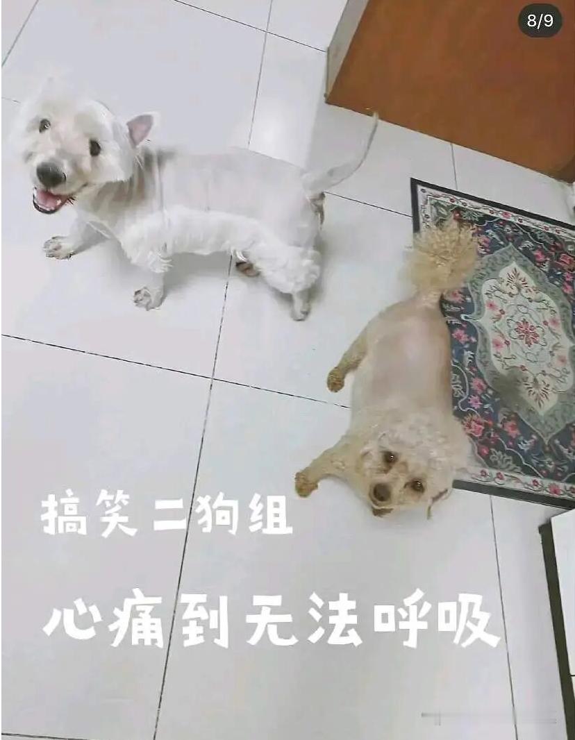 爸妈养孩子真是有一手