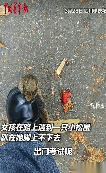 四川攀枝花那个带松鼠进考场的女孩，她的故事，其实最拧巴的一幕，根本不是在考场里。