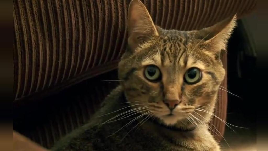 小猫咪搞笑视频 大全 6883173492453534004.jpg?id=0