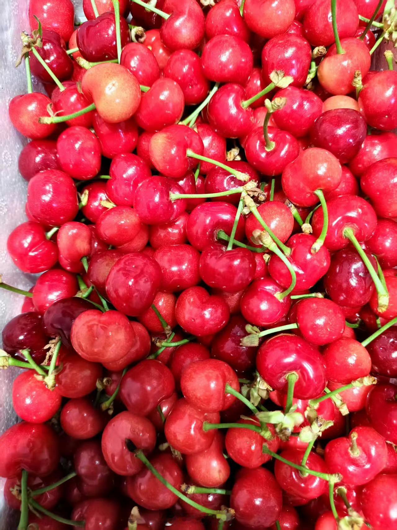 商家称车厘子价格还能降新鲜劲过了，今年一个没吃，还是觉得山东大樱桃好吃，等来年