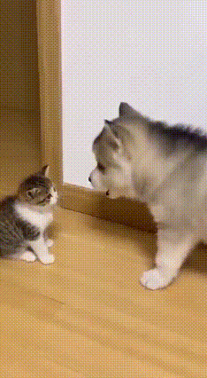 猫狗名场面！大狗挑衅小猫，猫妈一出场秒怂，全程笑到打鸣！今天撞见的猫狗互动