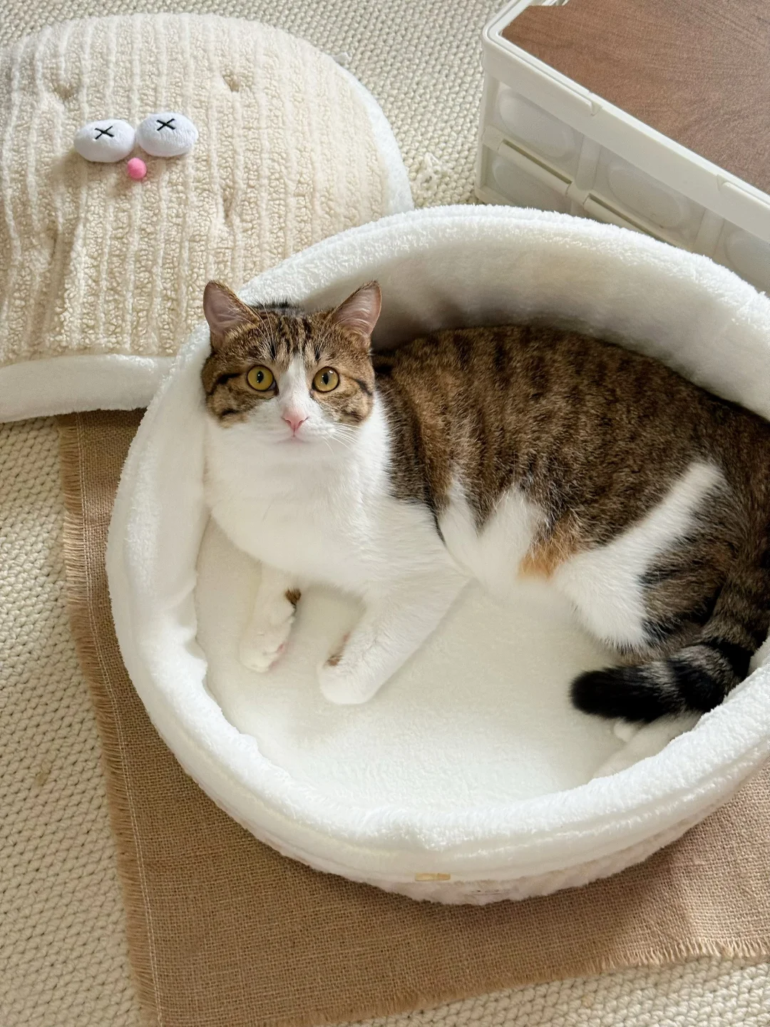 🐈·🏠｜降温啦！谁还没给宝宝买猫窝