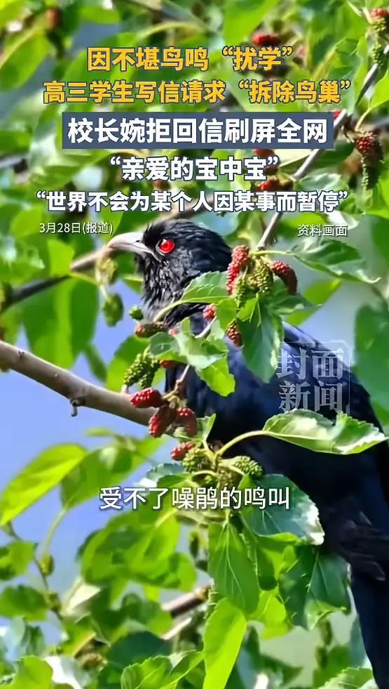 校长“拒拆鸟巢”回信点醒了谁？一封600字公开信，把全国家长群炸成深夜课堂