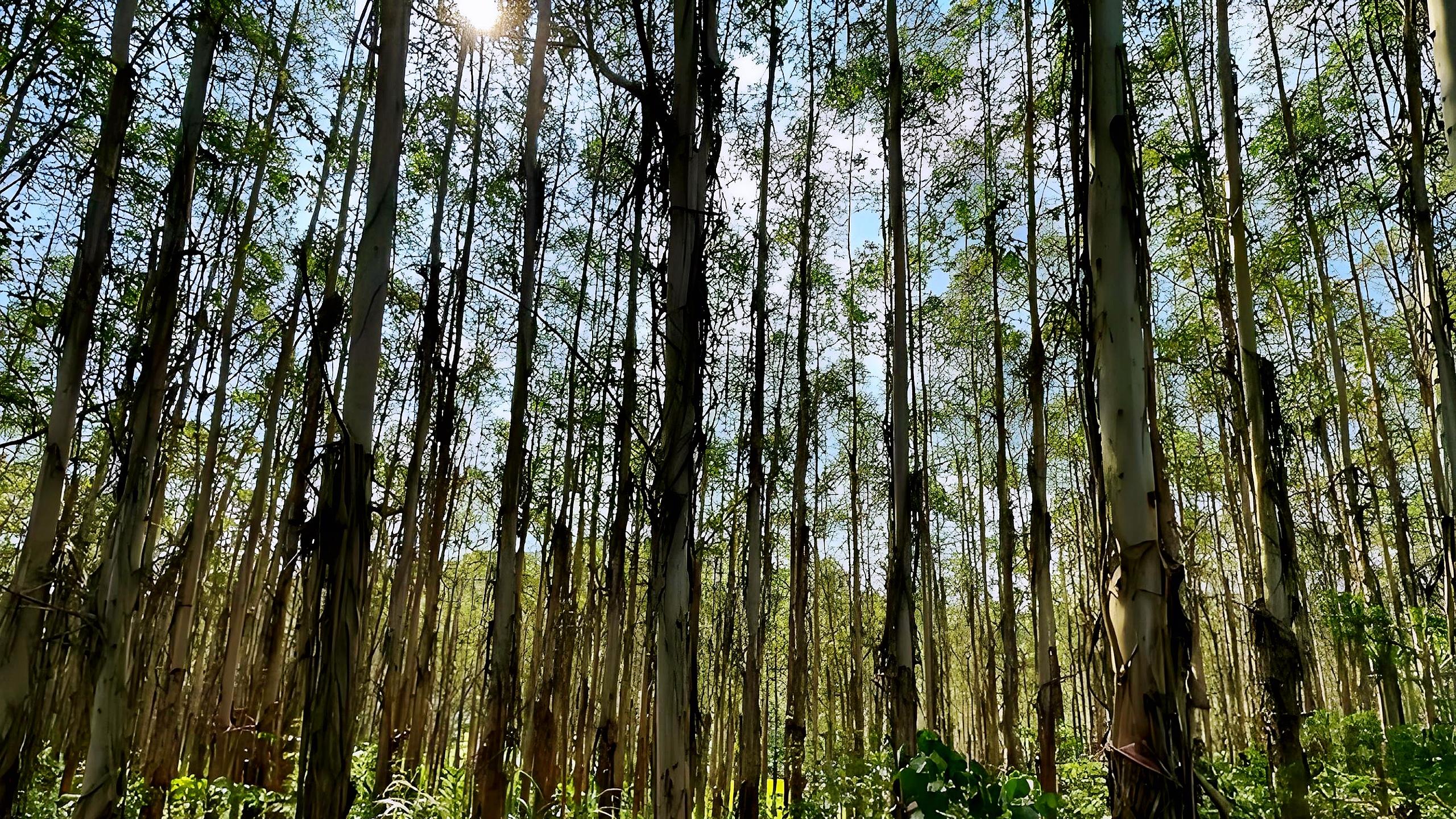 不种桉树, 你养我吗?