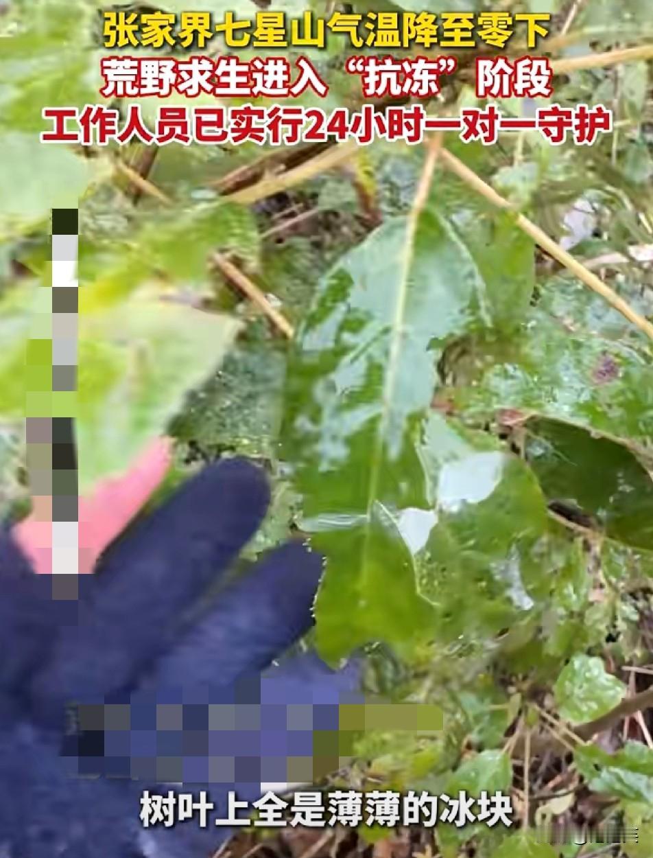 惊到失语张家界-1℃荒野赛，选手冻到嘶吼24小时专人盯梢，结果更扎心