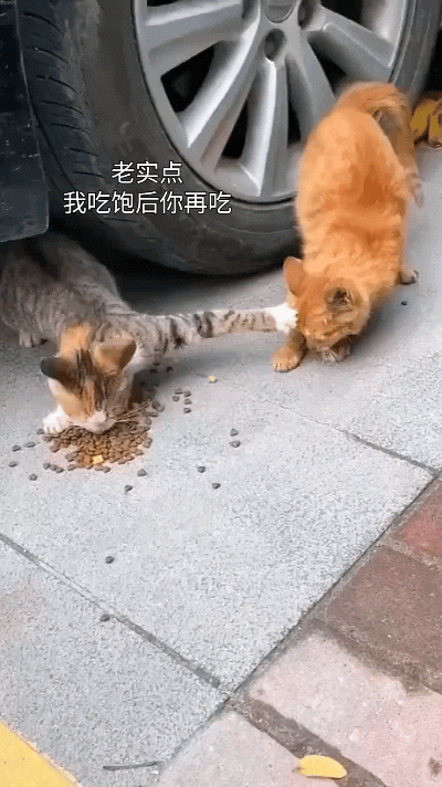 注意看啊！好心人给的猫粮，本来是让俩猫一块儿吃嘞。结果这只狸花猫可霸道得很，自己