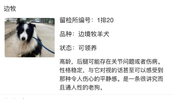 北京公安局领养犬页面描述好感人[哭哭]当你在狗咖摔倒时​​​