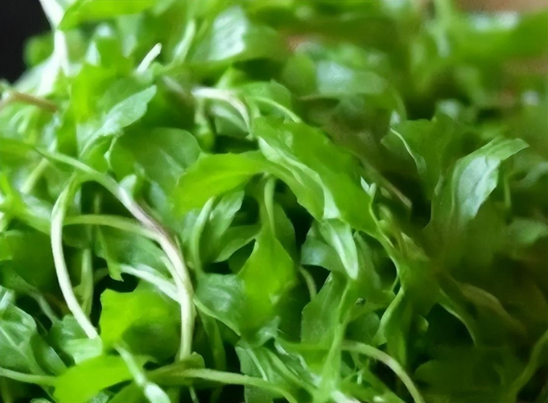 这5种野菜千万别吃，转告家里的老人，别再当成“宝”了！春天一到，田间地头就热