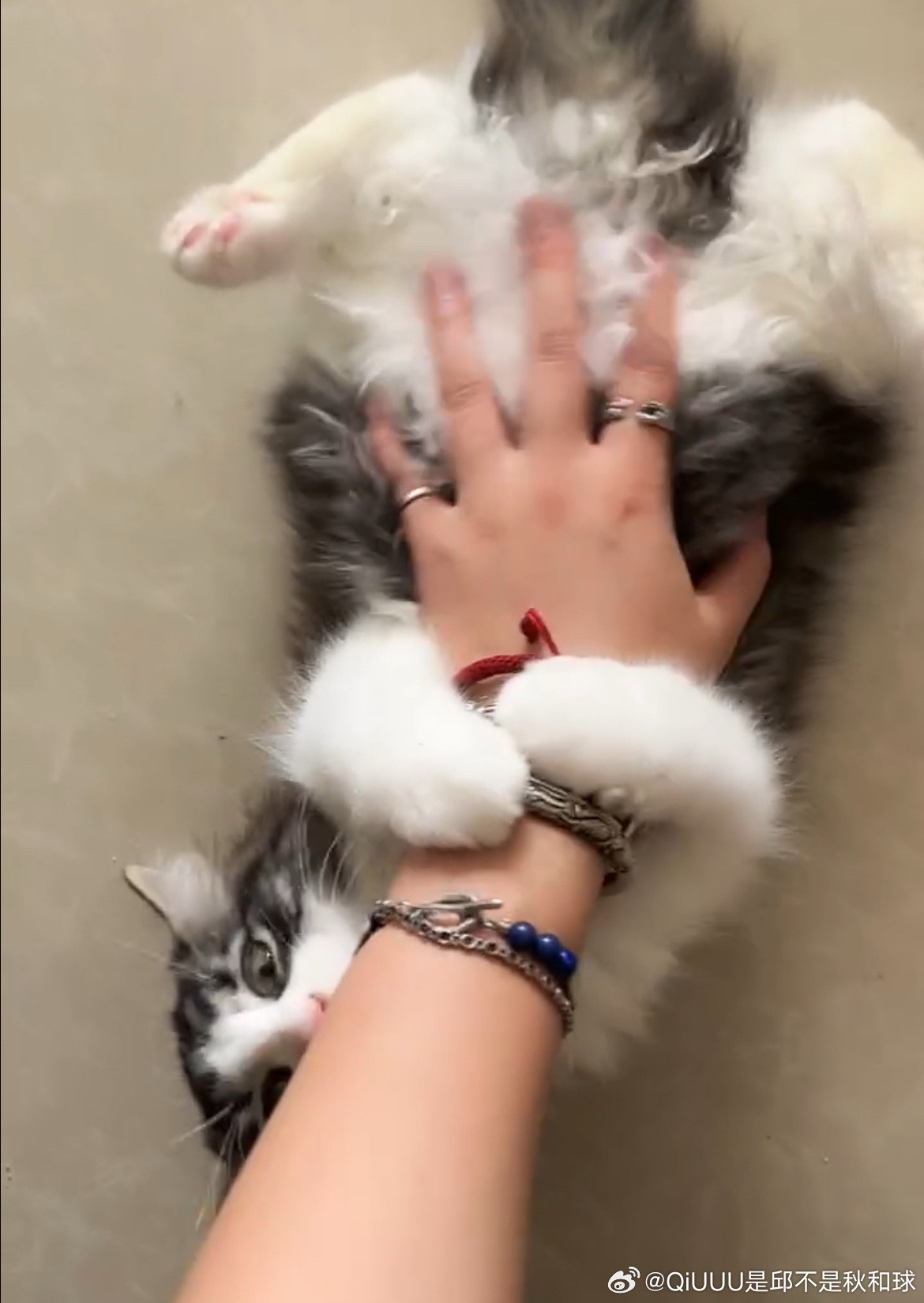 上门帮选猫，包肥包活泼（？