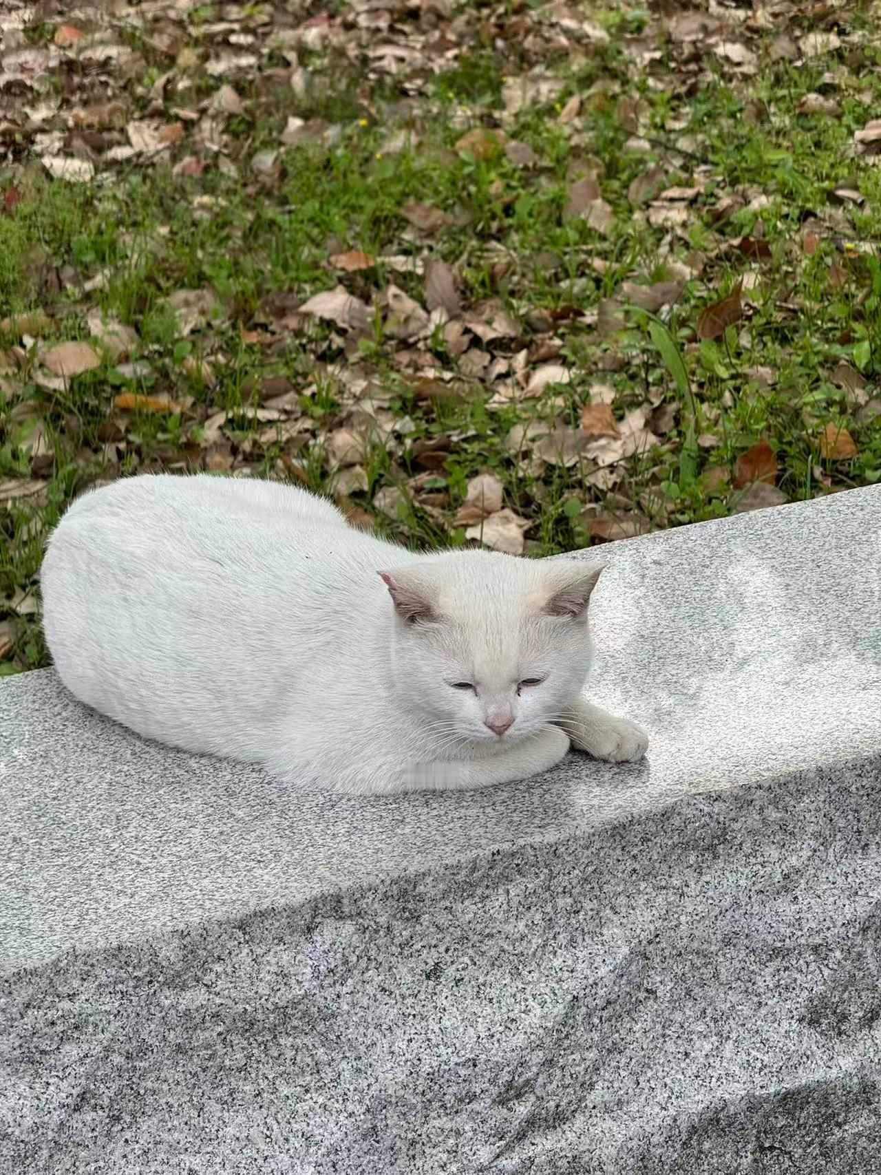 小猫有什么心事吗？​​​