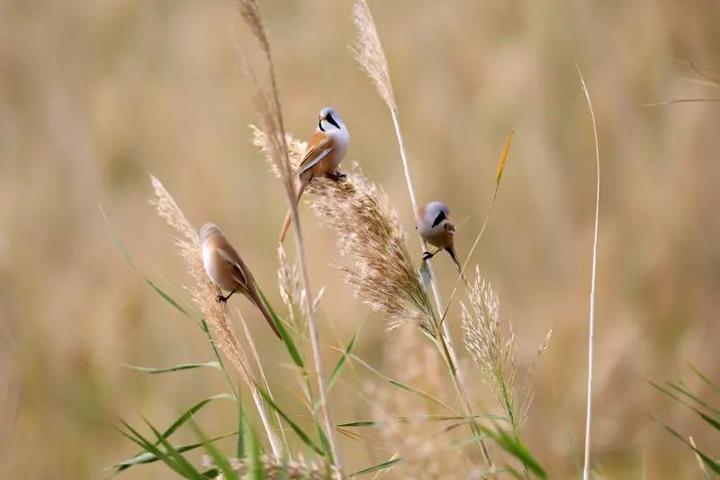 离谱！大学生按银行要求转20万，转头就被报警，真相扎心了“我按你们说的转了