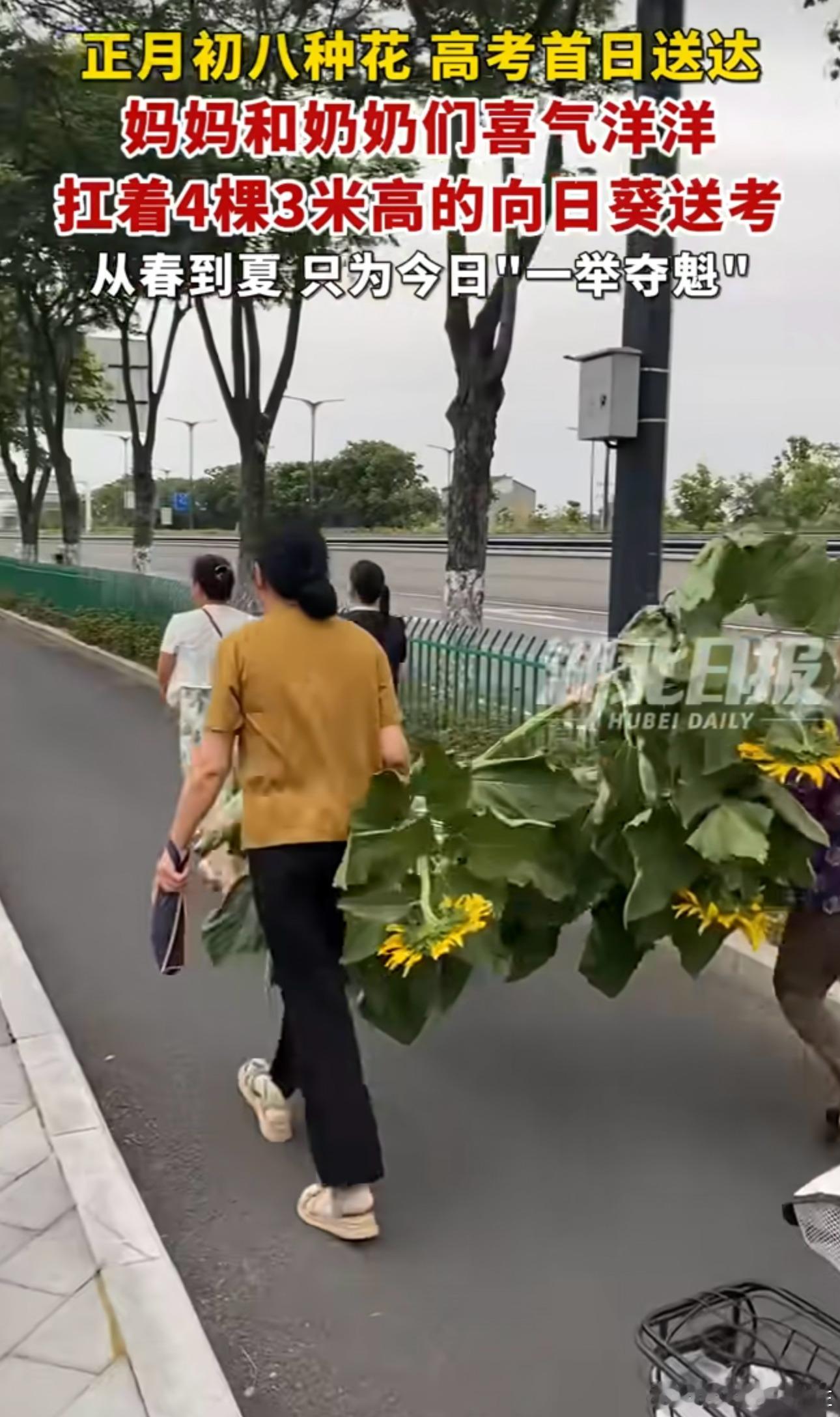 家长扛着超3米巨大向日葵送考家长扛着超3米巨大向日葵祝孩子考上理想的大学这也是