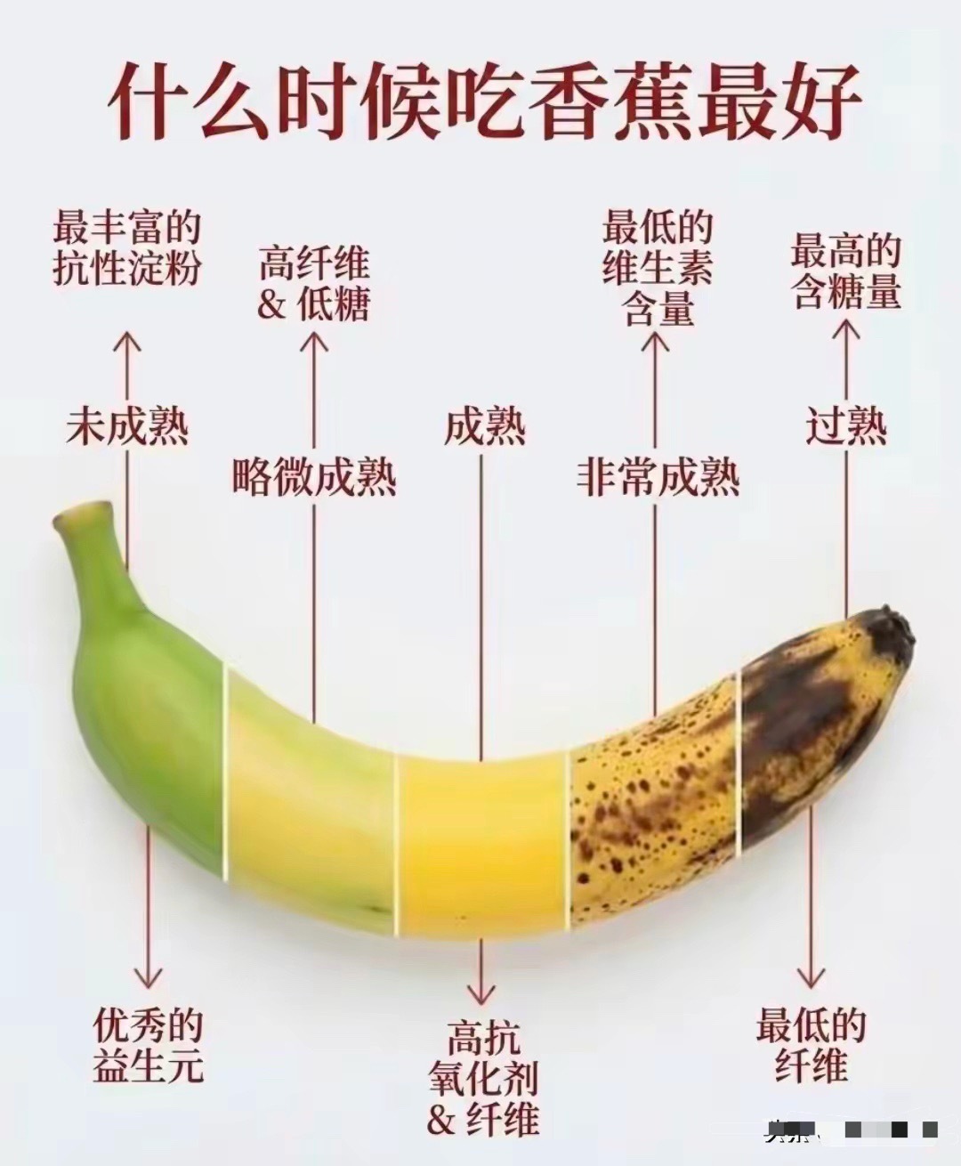香蕉的一生