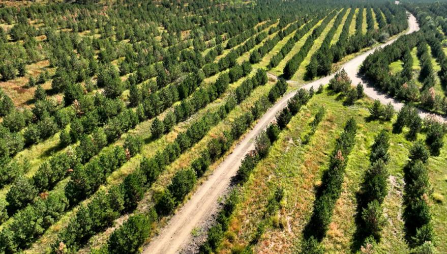 最可怕的其实是人性！我国大力倡导植树造林，可为何这位为我国立下大功、为全国供应了