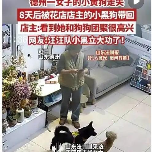 女子狗狗走丢询问路边店主后没几天，走丢的狗狗被店主的狗找回满心焦急的女子四