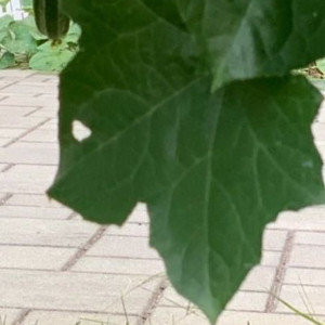 种丝瓜，种的是一架垂落的清凉，更是夏日餐桌上那一抹温润的清甜。它不像麦冬需两三年