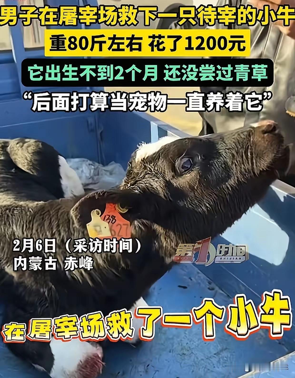 内蒙古，男子去屠宰场买肉，无意中看到一头待宰的小牛，看到牛耳朵上的牌子，男子心里