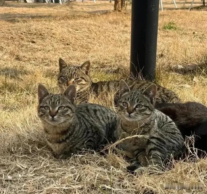 春游路上见到的狸花猫一家，可爱到直接融化了，怎么会有如此标致的小猫呀难怪人家说狸