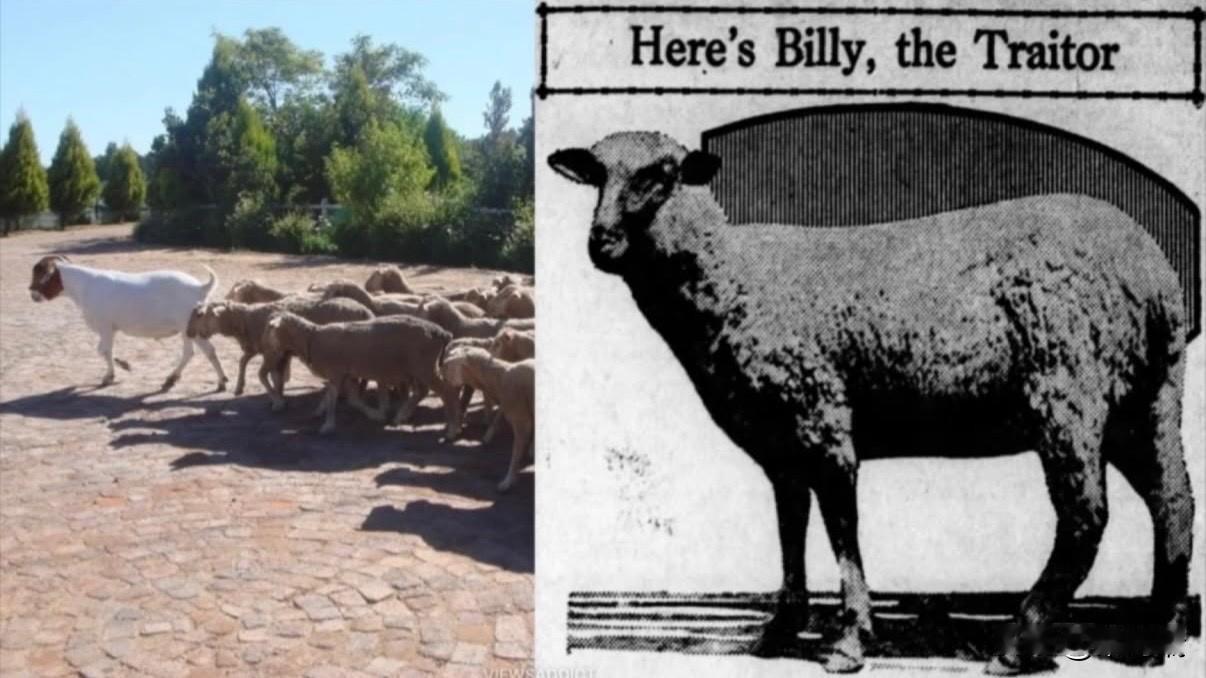 犹大羊经过训练，会带领羊群前往特定目的地——通常是屠宰场——而它自己却能幸免于难