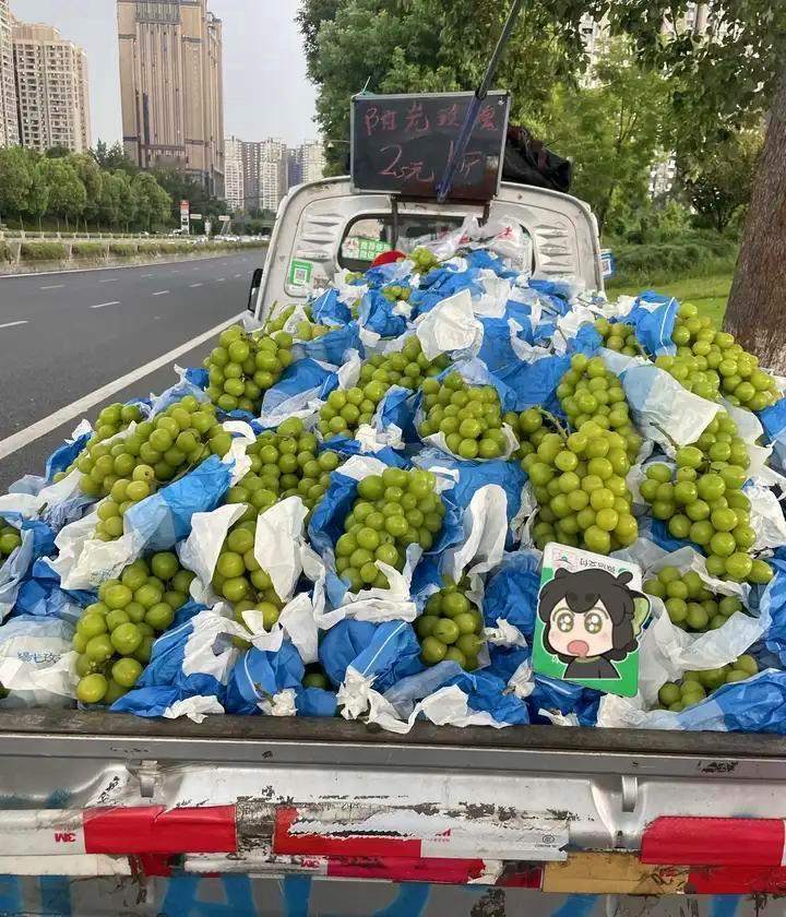 日本大概很后悔把阳光玫瑰葡萄引入中国，辛苦杂交、培育了接近20年的优质品种，本想