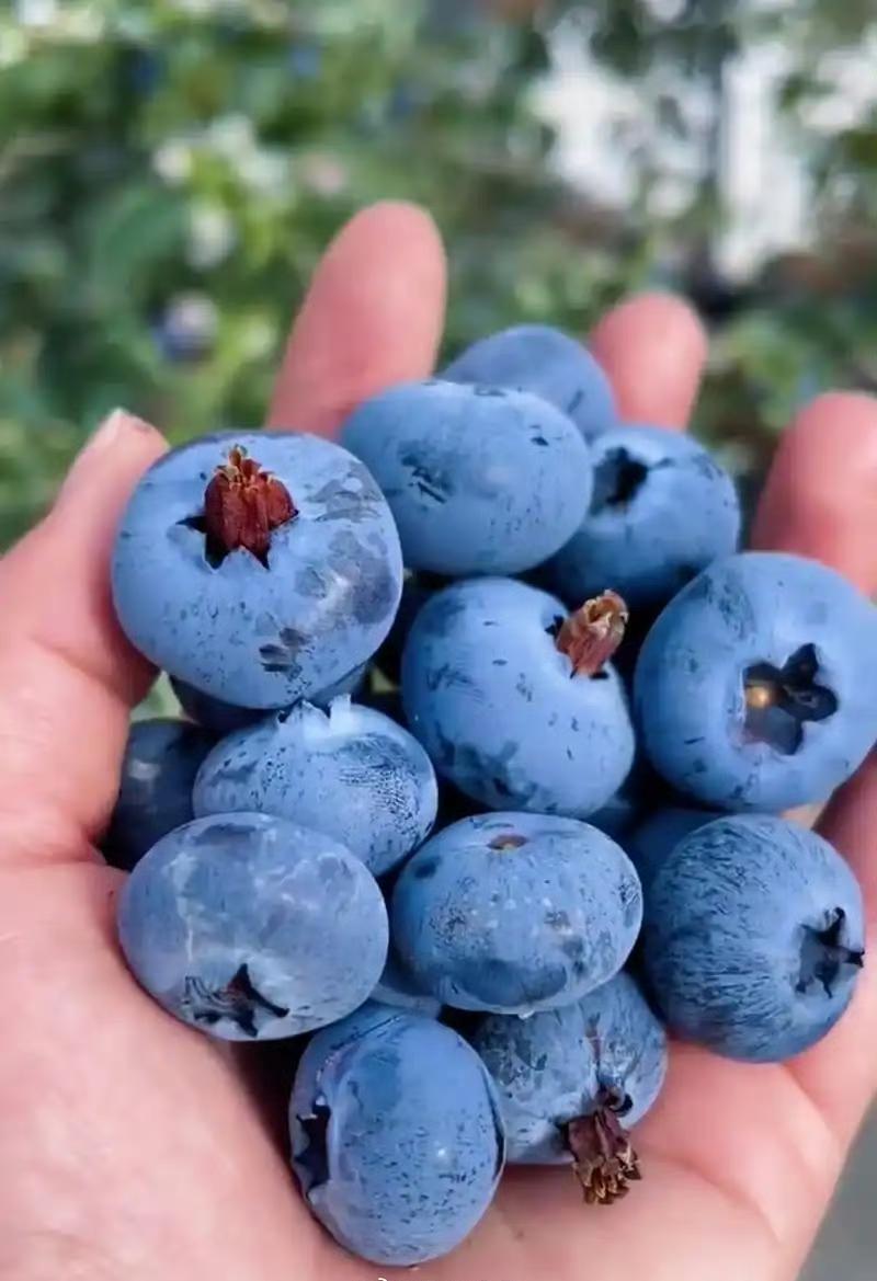 终于弄明白了为什么蓝莓价格暴跌了不是因为不好吃，也不是它不配，而是实在是太多