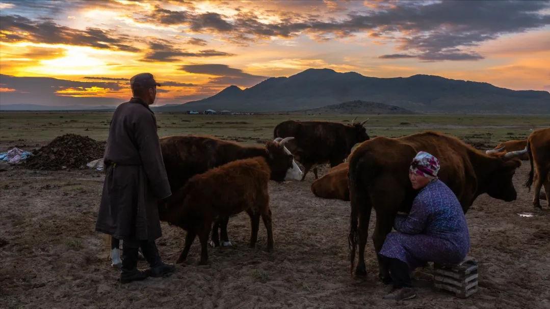 蒙古国牧民的一句话，戳破了中蒙关系最真实的拧巴：“我不喜欢中国的移民压力，但必须