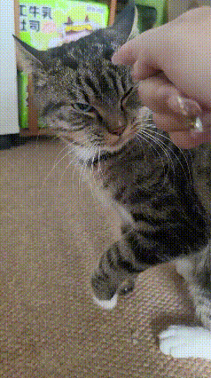 反骨猫上线！主人指一下，狸花猫直接亮爪：别指我！谁懂啊！被主人指着教训的狸