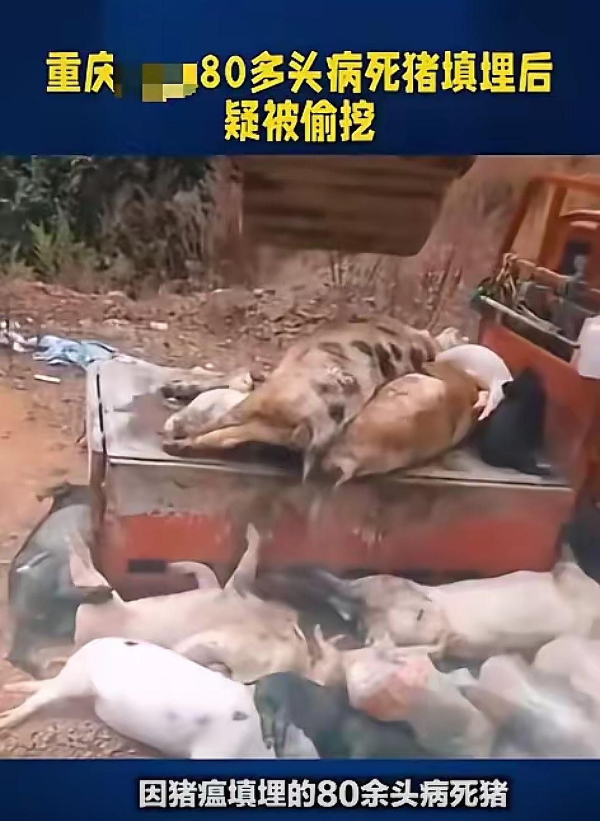 细思极恐！重庆刘师傅这事儿，看完后背直冒冷汗！为了给娃攒学费，他养了80多头