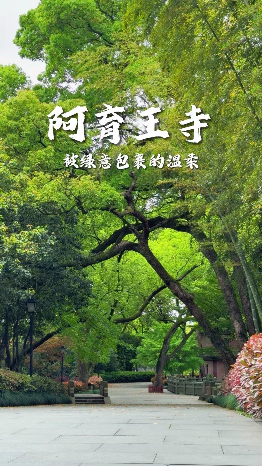 🌿阿育王寺的春天太治愈了！红墙黛瓦间，新绿悄悄爬上枝头，连风都变得温柔。走在石
