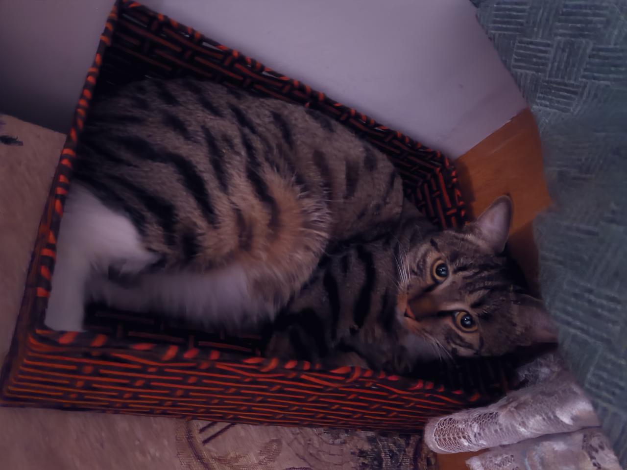 哎呀，我家小狸花的脏乱差，让美短猫姐姐嫌弃了。美短猫姐姐直接憋个大招，尿在我