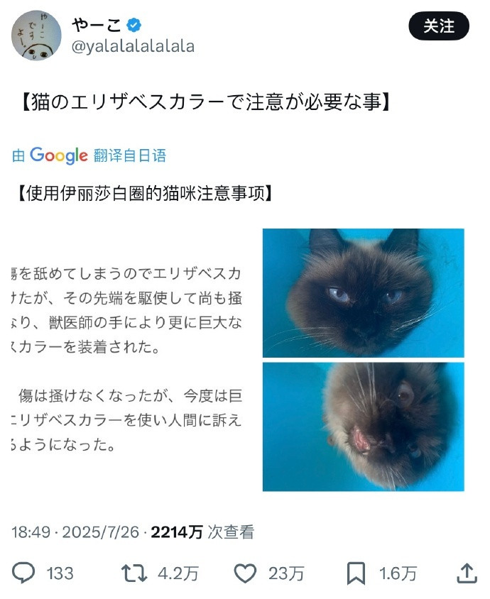 为了防止猫猫舔脚上的伤口，所以给它戴上了伊丽莎白圈，但它还是努力用圈的前端去舔，