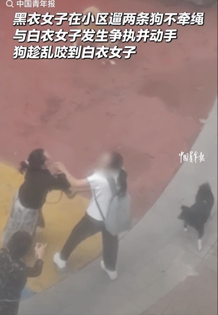 “狗没牵绳，人先动了手，最后连两条狗都扑了上去！”原本只是一句“遛狗应该牵绳”的