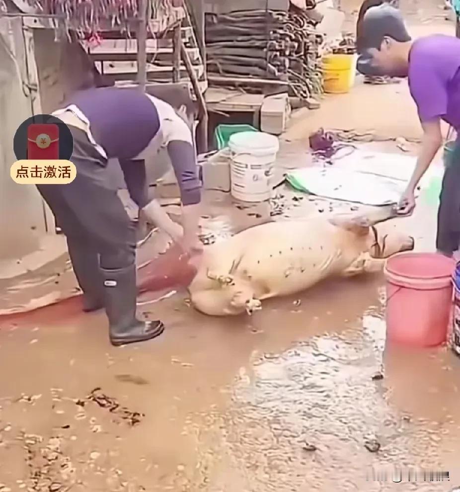 主人可真是在狗狗的狗窝门口杀猪啊，被拴在狗窝里的狗狗吓得连正眼都不敢看一下，蜷缩
