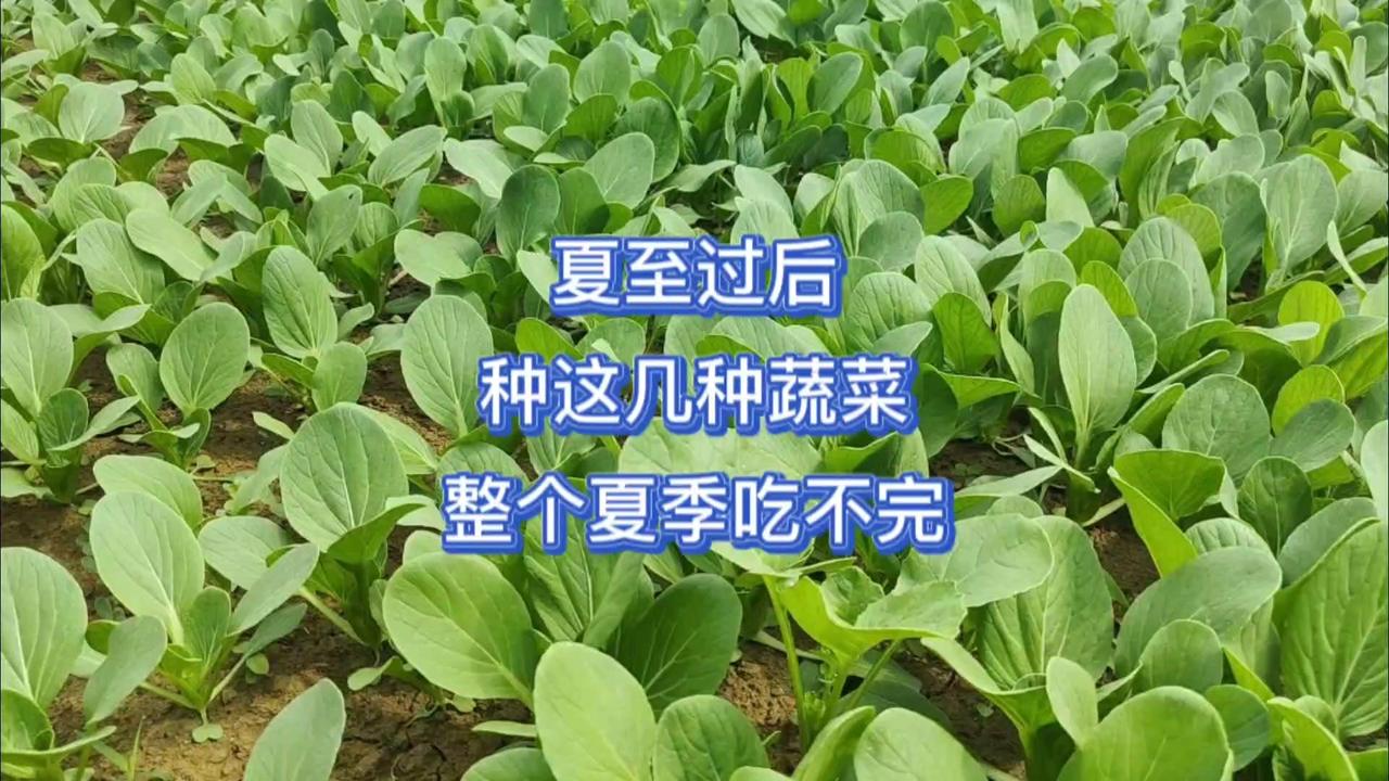 夏至节气到啦，正是种喜光耐热蔬菜的好时候，推荐5种超牛的耐热王，现在种就能一茬接