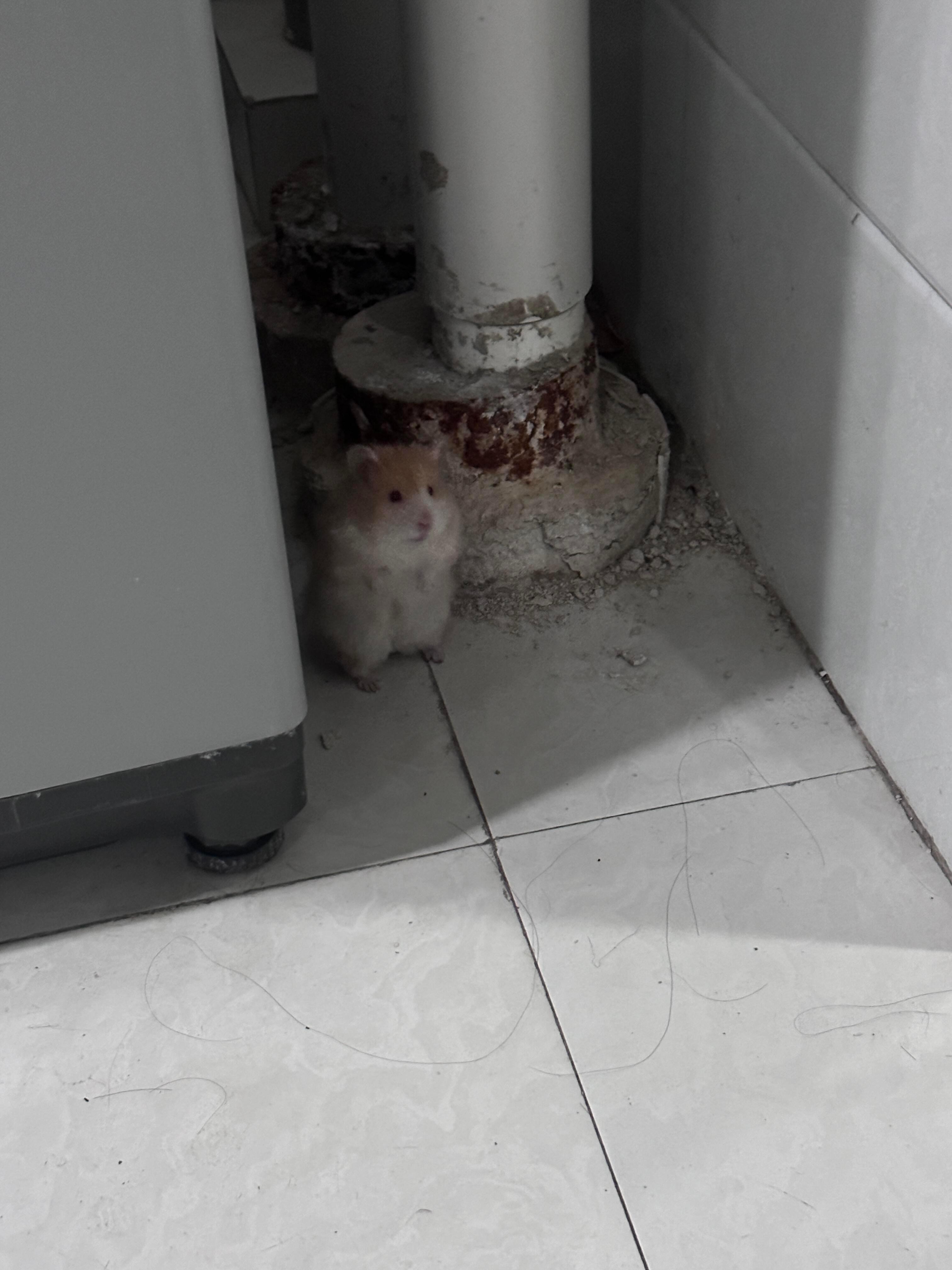 在学校水房捡了只流浪鼠