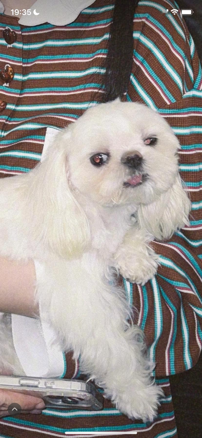 小姐姐你狗好像有点迷离​​​
