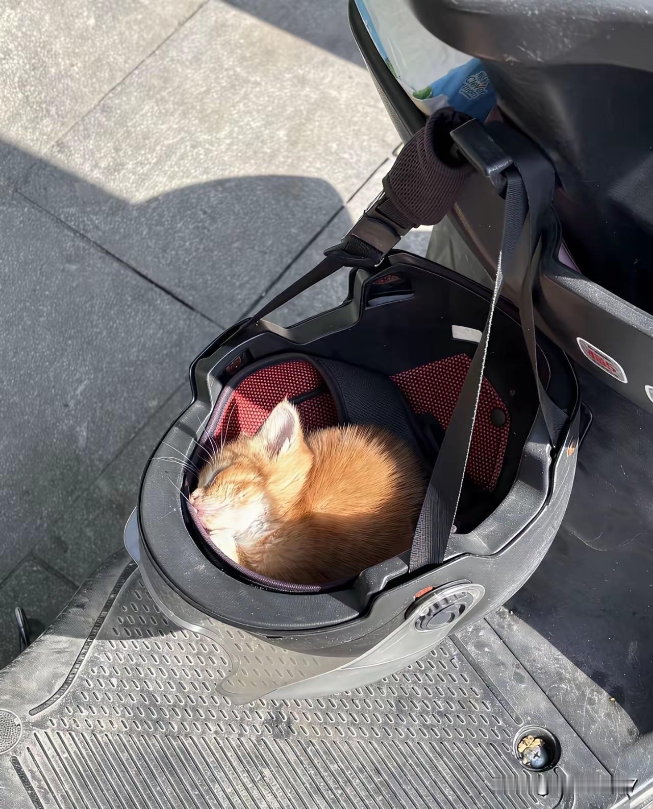 男子只是停车下楼买个菜，短短几分钟回来后，一低头直接愣住——自己的头盔里，居然蜷