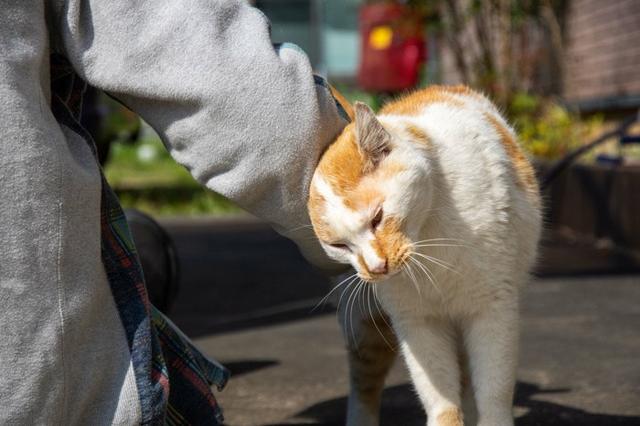 猫咪的“小心机”: 揭秘爱猫那些隐藏的企图行为