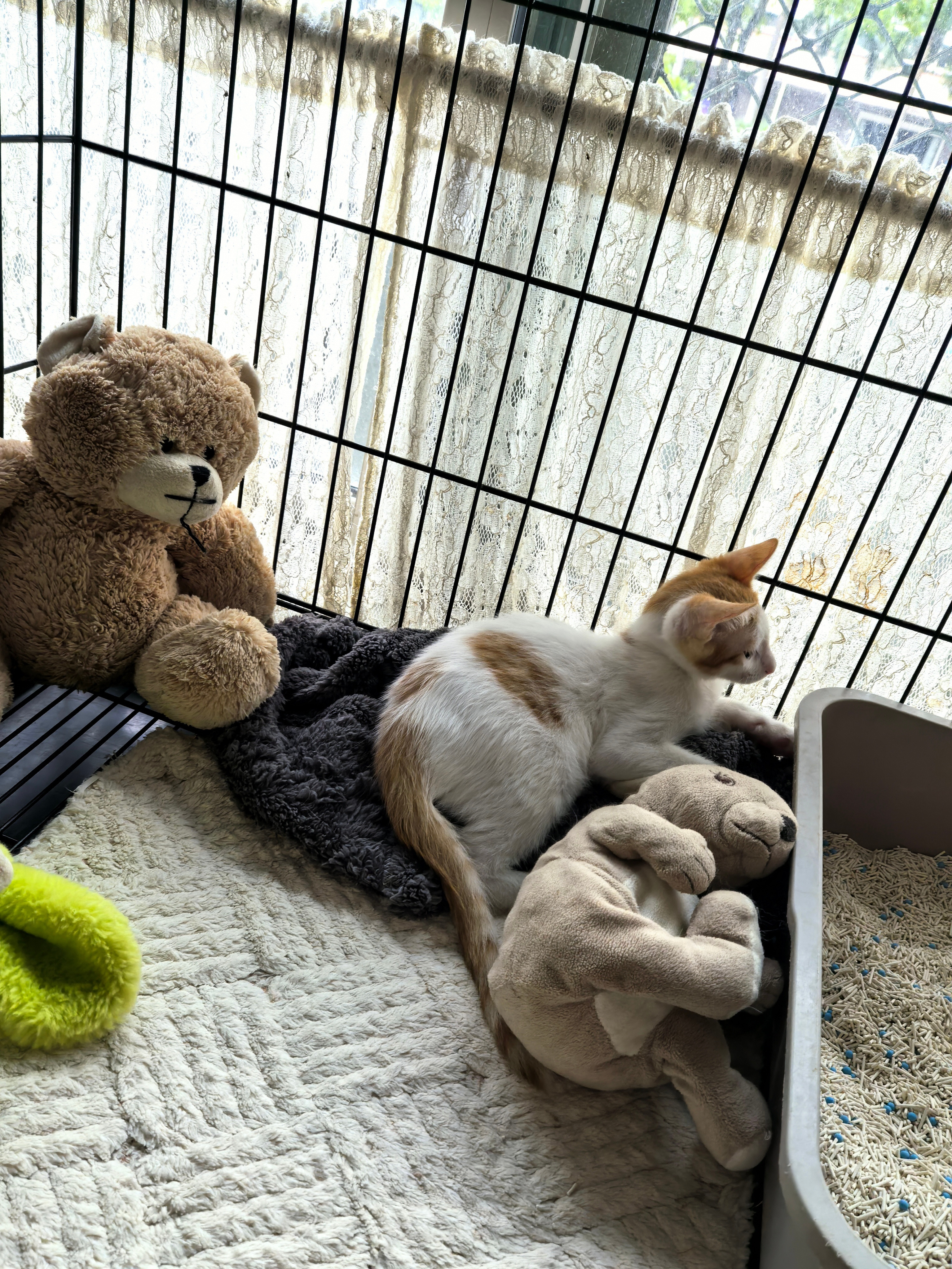 小家伙情绪确实不太高，很明显的知道自己被遗弃了。。猫咪深圳