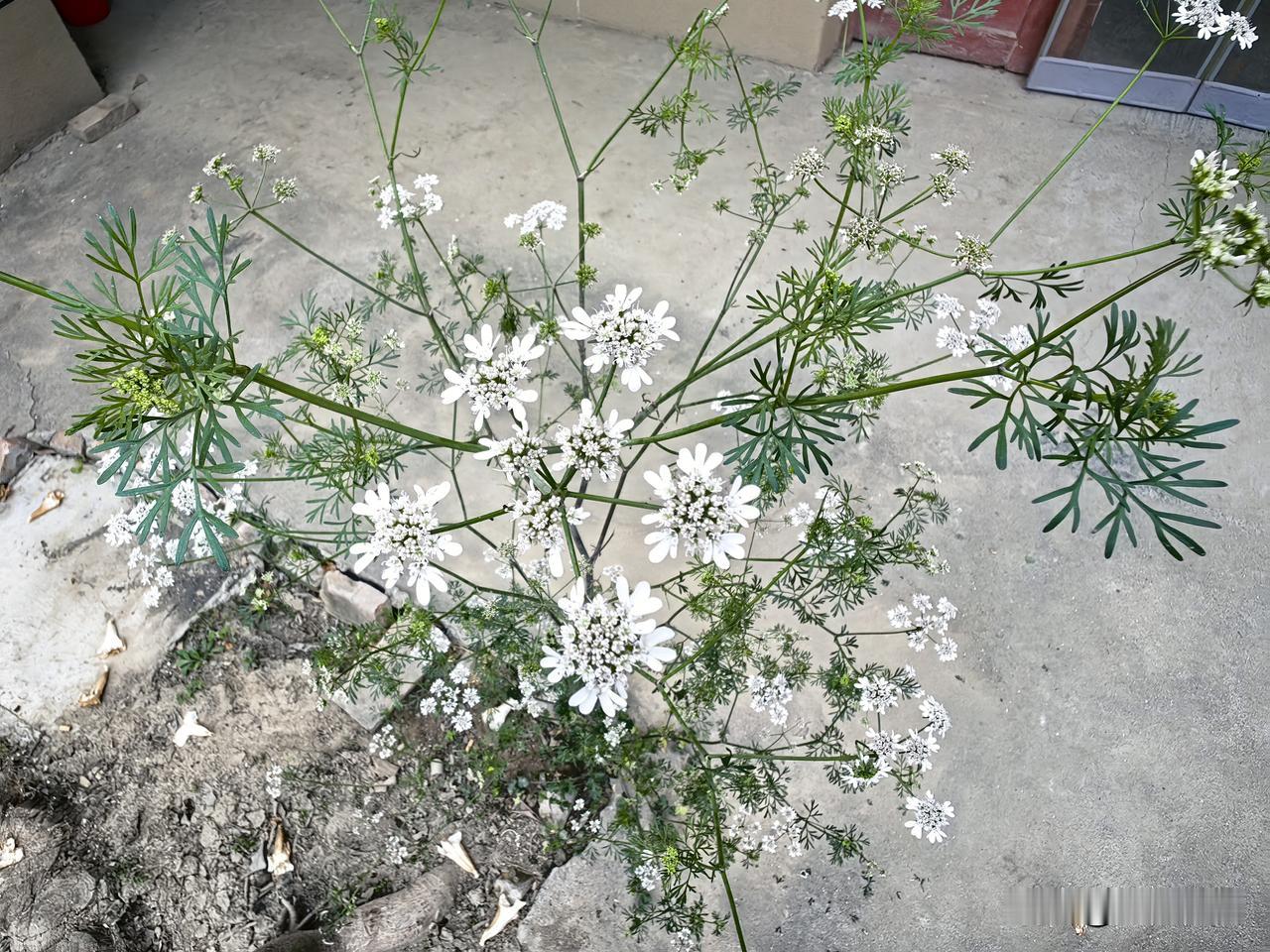 四月是我家乡最美的季节，各种各样的花儿竞相开放，有果树的，蔬菜的，农作物的，观赏