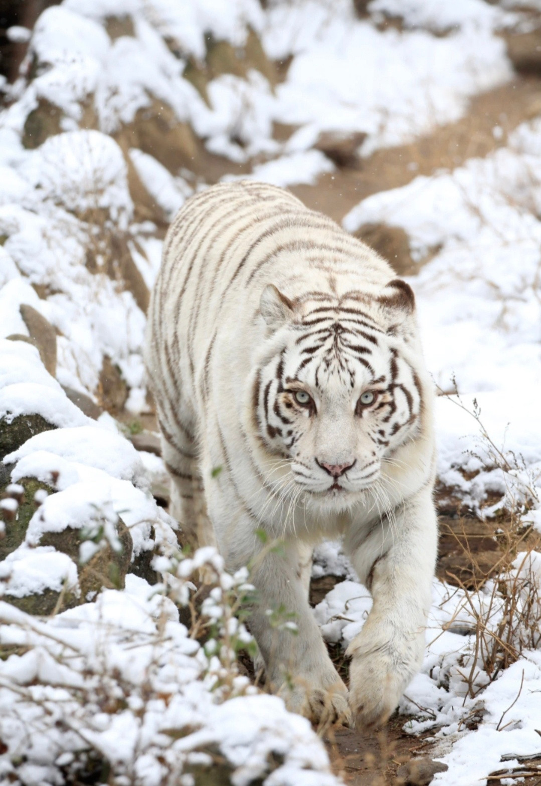 听说青岛动物园的孟加拉虎火了，堪称“虎媚子”还有网友称其为“虎届刘亦菲”的
