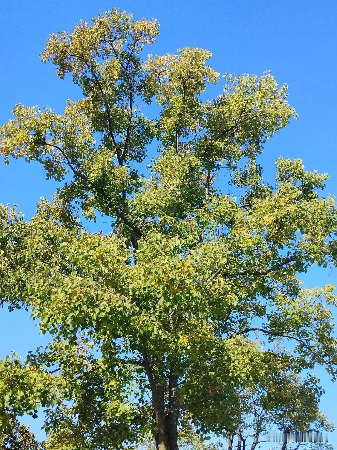 发现培养孩子,童年太重要了!童年是孩子的根基,根基打得好,长大后才能枝繁叶茂。这